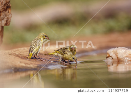Village weaver in Kruger National park, South Africa 114937719