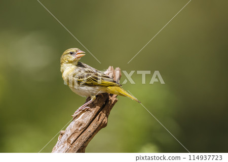 Village weaver in Kruger National park, South Africa Village weaver in Kruger National park, South Africa 114937723