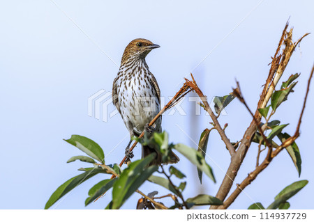 Violet backed starling in Kruger National park, South Africa 114937729