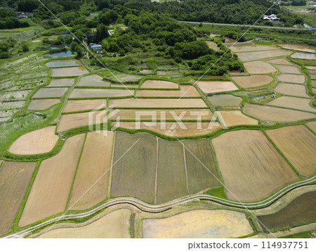 稻米種植後的梯田鳥瞰圖 114937751