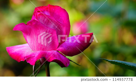 Rose pink roses are called Rose Gojar 114937778