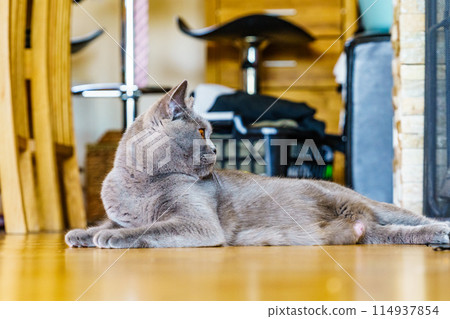 Gray british cat at home Gray british cat at home 114937854