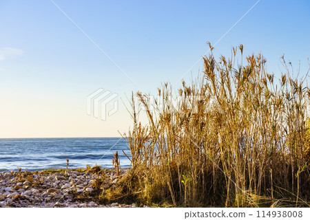 Sea shore with beach plant 114938008