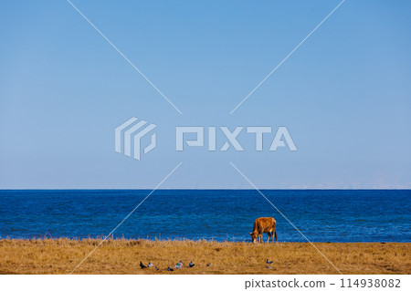 Cow grazes by water, under blue sky, near oceanic or lakeside coastal landforms 114938082