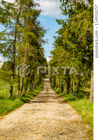 Country road path with green trees. 114938257