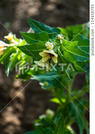 Spring nature in the park Spring nature in the park 114938793