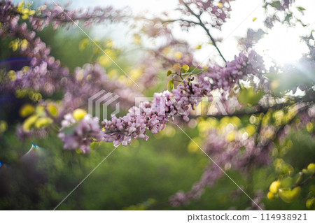Judas tree blooming in the spring Judas tree blooming in the spring 114938921