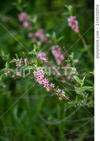 Blooming of Weigela shrub outdoor Blooming of Weigela shrub outdoor 114938954