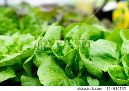 Trio of lettuce in the moist soil 114939165