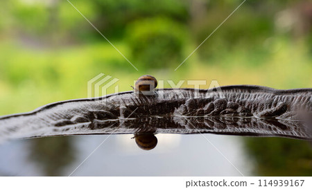 Snails race by the water 114939167