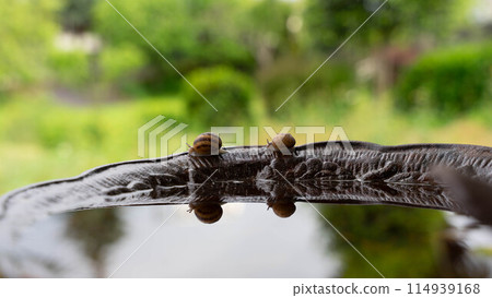 Snails race by the water 114939168