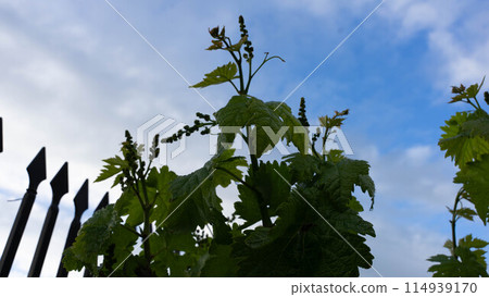 Small fruit of the vine Small fruit of the vine 114939170
