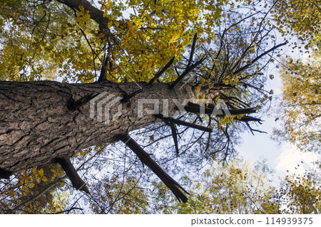 Elm tree bark structure natural background background Elm tree bark structure natural background background 114939375