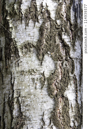 Birch tree bark structure natural background background Birch tree bark structure natural background background 114939377