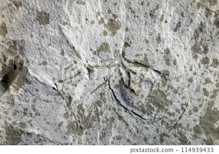 Close up shot of sea shells fossil trapped in sandstone Close up shot of sea shells fossil trapped in sandstone 114939433