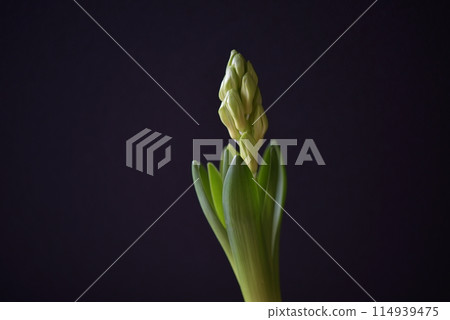 風信子的芽 風信子的芽 114939475