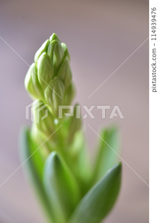 風信子的芽 114939476