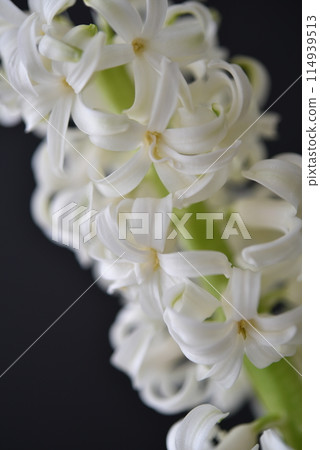 白色的風信子 114939513