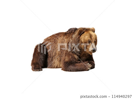 Big brown bear isolated on white background Big brown bear isolated on white background 114940297