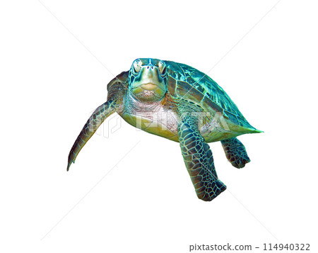 Green Sea Turtle isolated on white background Green Sea Turtle isolated on white background 114940322