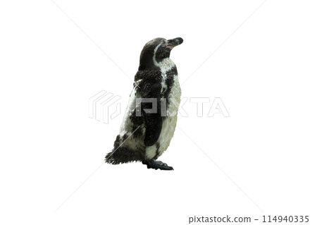 Emperor penguins isolated on white background 114940335