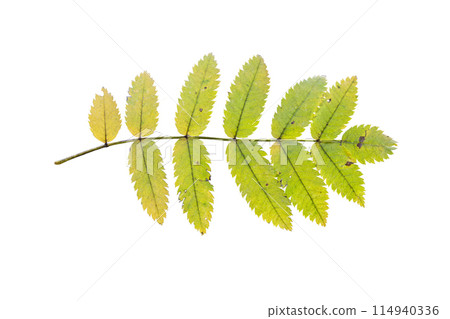 Rowan Sorbus aucuparia leaf isolated on white background Rowan Sorbus aucuparia leaf isolated on white background 114940336