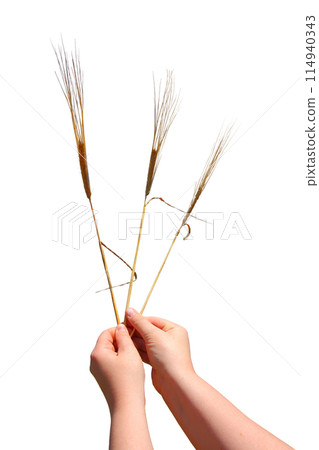 Wheat spikelets in hand isolated on white background 114940343