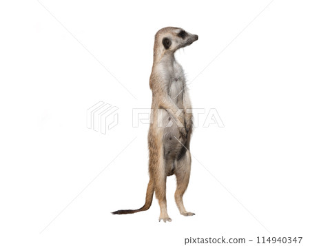 Meerkat or Suricate Suricata suricatta in front of white background 114940347