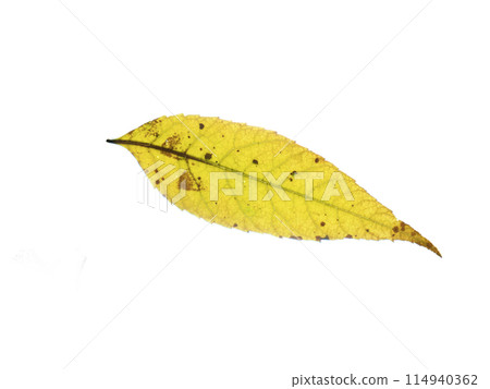 One birch leaf isolated on white background, top view 114940362