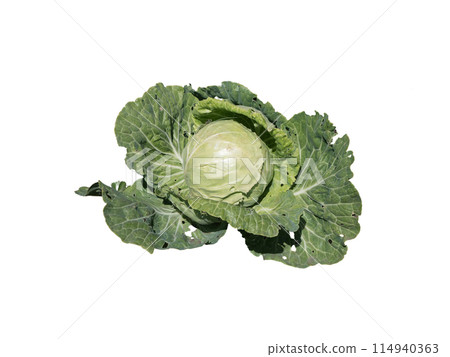 Green ripe white cabbage isolated on a white background Green ripe white cabbage isolated on a white background 114940363