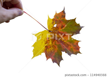 Maple leaf as an autumn symbol on an isolated white background 114940388