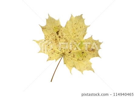 Maple leaf as an autumn symbol on an isolated white background Maple leaf as an autumn symbol on an isolated white background 114940465
