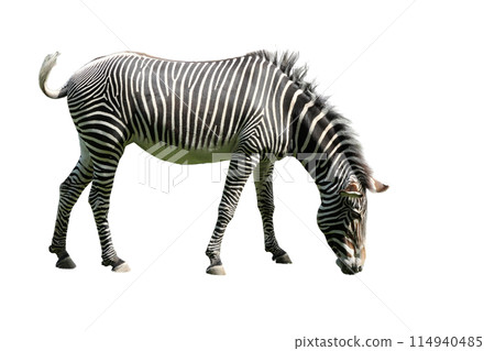 African striped zebra standing isolated on a white background 114940485