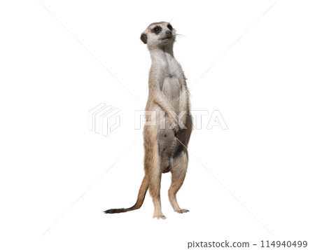 Sokolniki park, sunny autumn day wooden arch 114940499