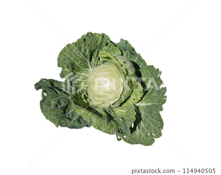Green ripe white cabbage isolated on a white background Green ripe white cabbage isolated on a white background 114940505