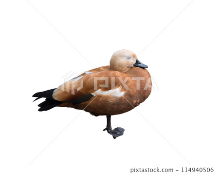 Waterfowl duck cinder on the water isolated on a white background Waterfowl duck cinder on the water isolated on a white background 114940506