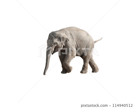 Little Asian elephant calf on isolated white background 114940512