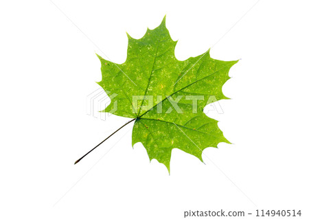 Maple leaf as an autumn symbol on an isolated white background Maple leaf as an autumn symbol on an isolated white background 114940514