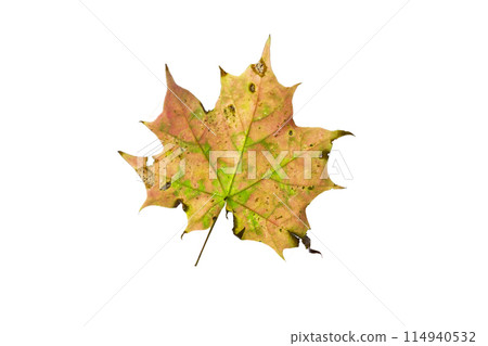 Maple leaf as an autumn symbol on an isolated white background 114940532