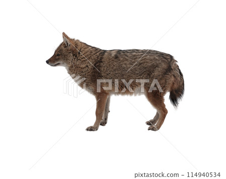 Red jackal stands isolated on a white background Red jackal stands isolated on a white background 114940534