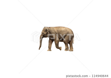 Little Asian elephant calf on isolated white background Little Asian elephant calf on isolated white background 114940644