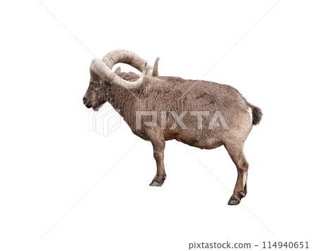 Young alpine ibex male on the top of the mountain isolated on white background Young alpine ibex male on the top of the mountain isolated on white background 114940651