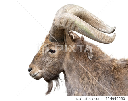 Young alpine ibex male on the top of the mountain isolated on white background Young alpine ibex male on the top of the mountain isolated on white background 114940660