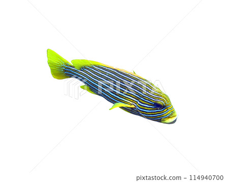 Exotic marine fish on white isolated background with clipping path Exotic marine fish on white isolated background with clipping path 114940700