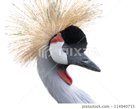 Beautiful poultry crowned crane isolated on white background Beautiful poultry crowned crane isolated on white background 114940715