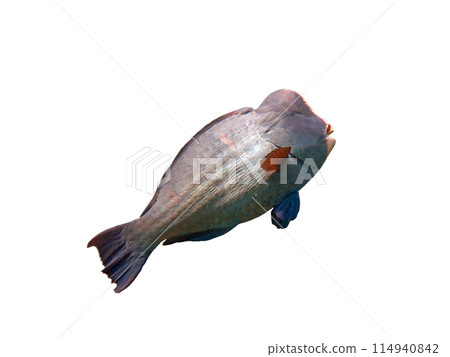 Exotic marine fish on white isolated background with clipping path Exotic marine fish on white isolated background with clipping path 114940842