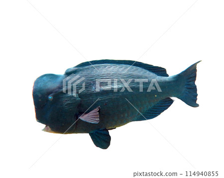 Exotic marine fish on white isolated background with clipping path Exotic marine fish on white isolated background with clipping path 114940855