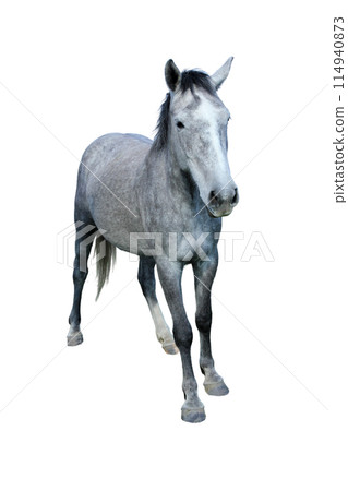 White regular horse isolated on a white background White regular horse isolated on a white background 114940873