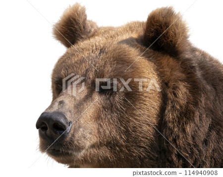 Big brown bear isolated on white background 114940908
