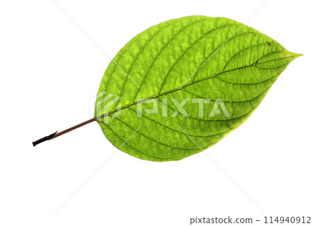One birch leaf isolated on white background, top view 114940912